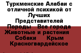 Туркменские Алабаи с отличной психикой от Лучших Представителей Породы - Все города Животные и растения » Собаки   . Крым,Красногвардейское